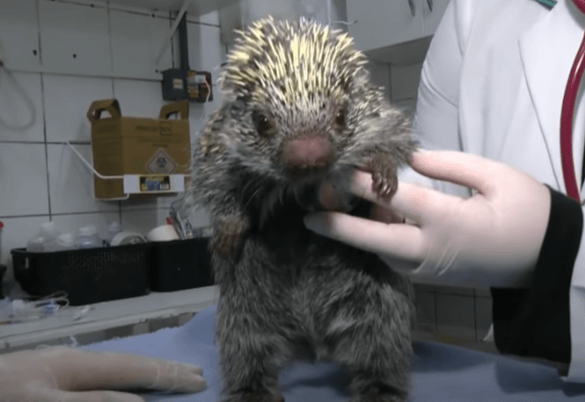 programa-no-rs-permite-guarda-legal-de-animais-silvestres-resgatados