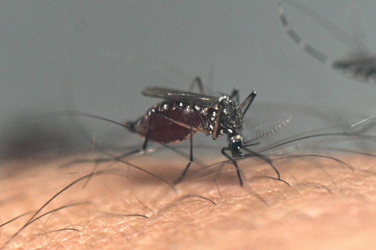 dourados,-em-mato-grosso-do-sul,-concentra-42%-das-mortes-por-chikungunya-do-pais