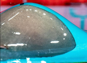 como-bolha-de-ar-ajudou-nadador-chines-que-nao-tem-os-bracos-a-levar-o-ouro-no-mundial-paralimpico?