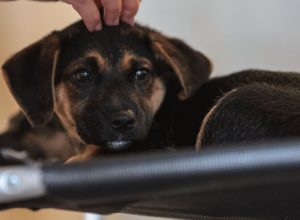 lei-define-guarda-compartilhada-de-pets;-veja-detalhes